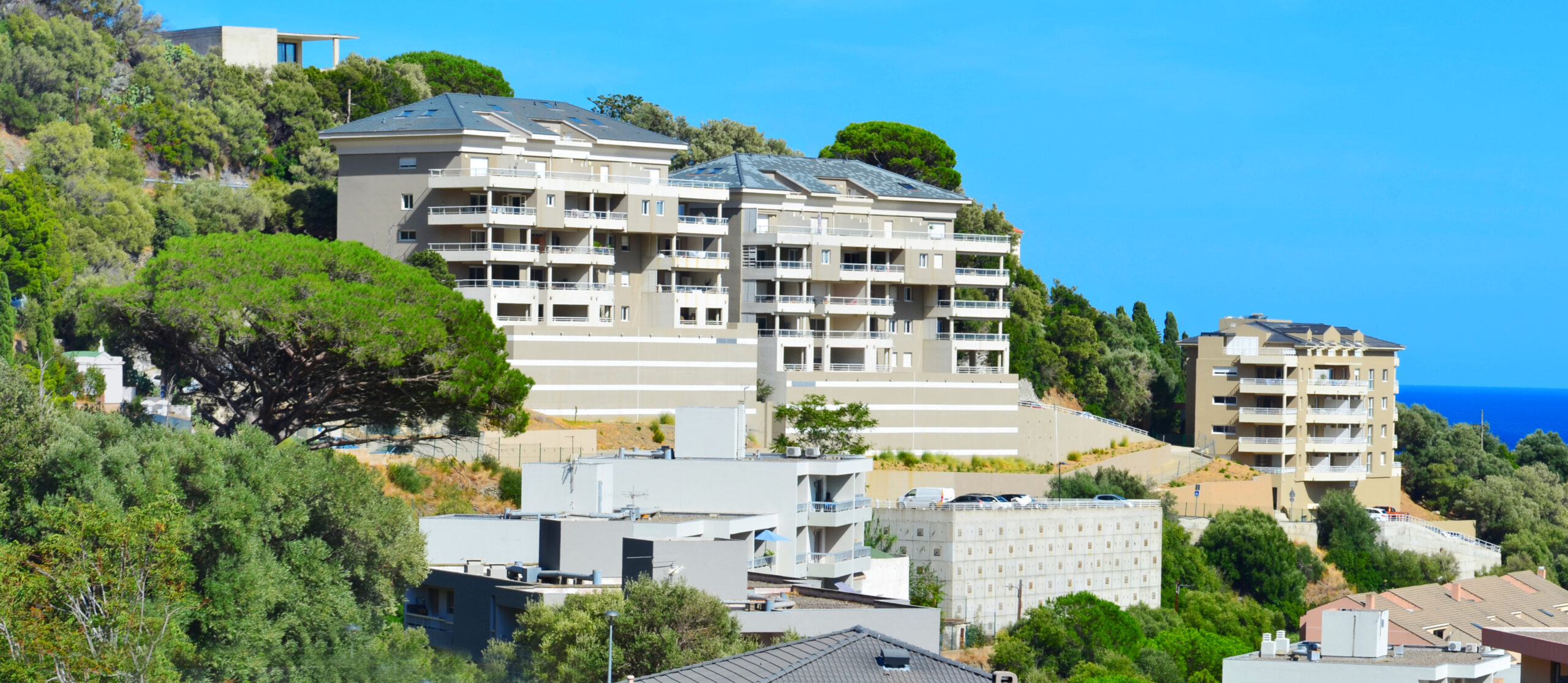 mandevilla recadreee